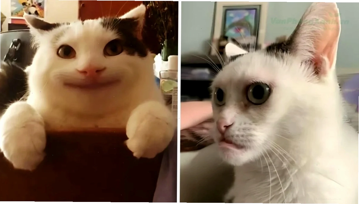 mặt mèo meme hoài nghi mặt mèo meme hoài nghi