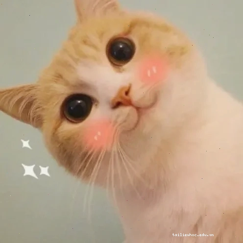 mặt mèo meme hoảng sợ mặt mèo meme hoảng sợ