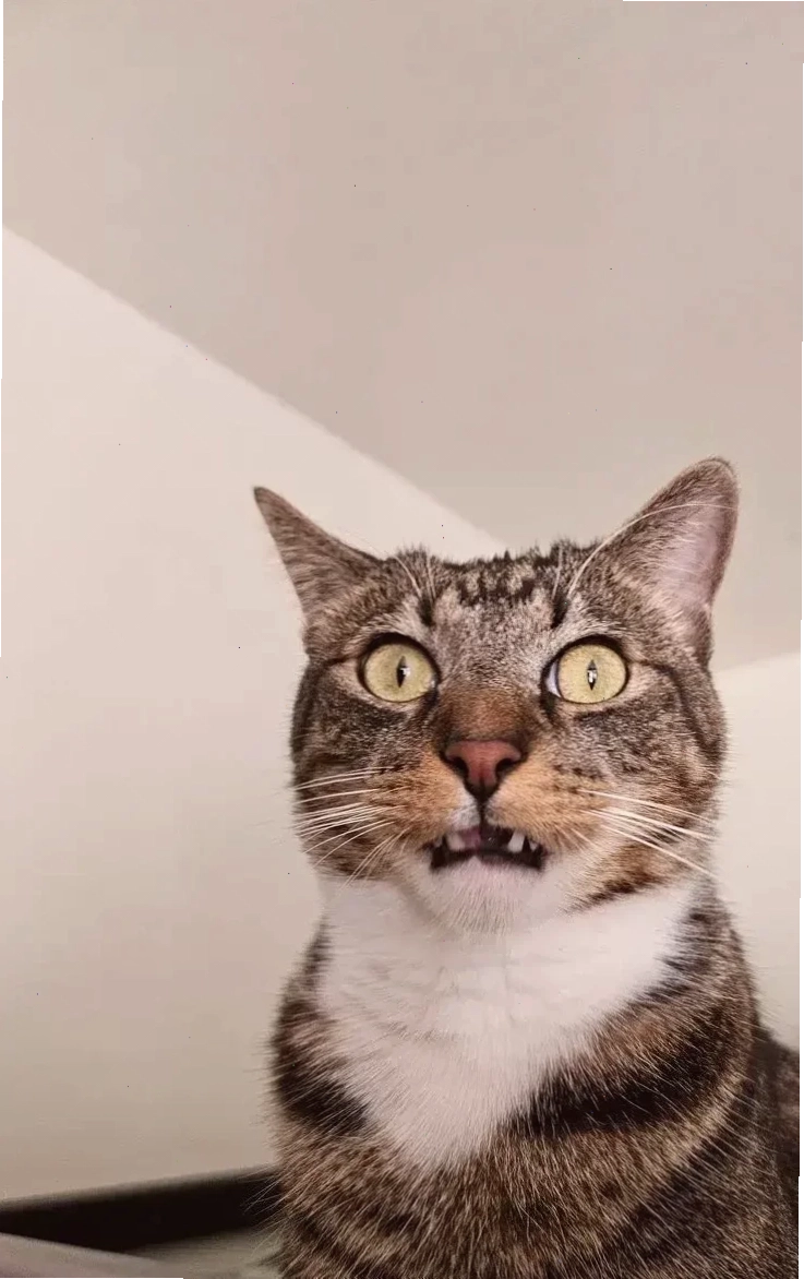 mặt mèo meme khó hiểu mặt mèo meme khó hiểu