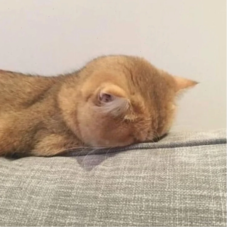 mặt mèo meme kiêu kỳ mặt mèo meme kiêu kỳ