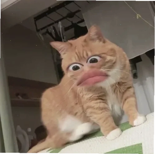 mặt mèo meme lạnh lùng mặt mèo meme lạnh lùng