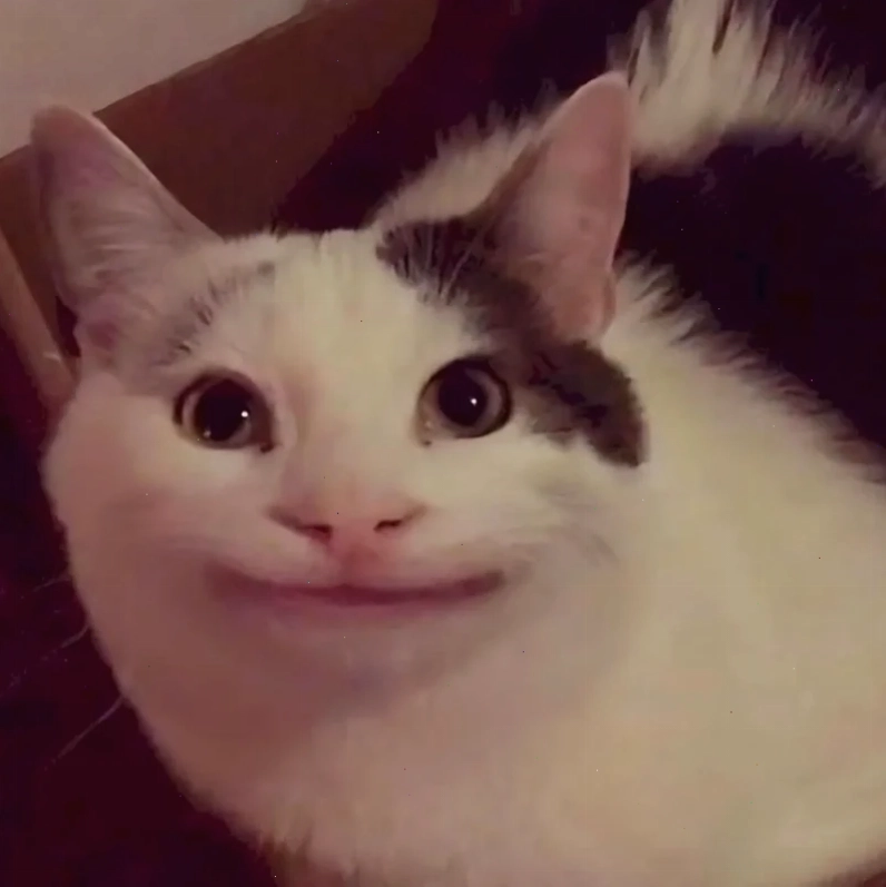 mặt mèo meme mệt mỏi mặt mèo meme mệt mỏi