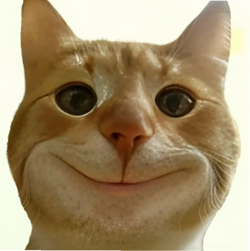 mặt mèo meme ngạc nhiên mặt mèo meme ngạc nhiên