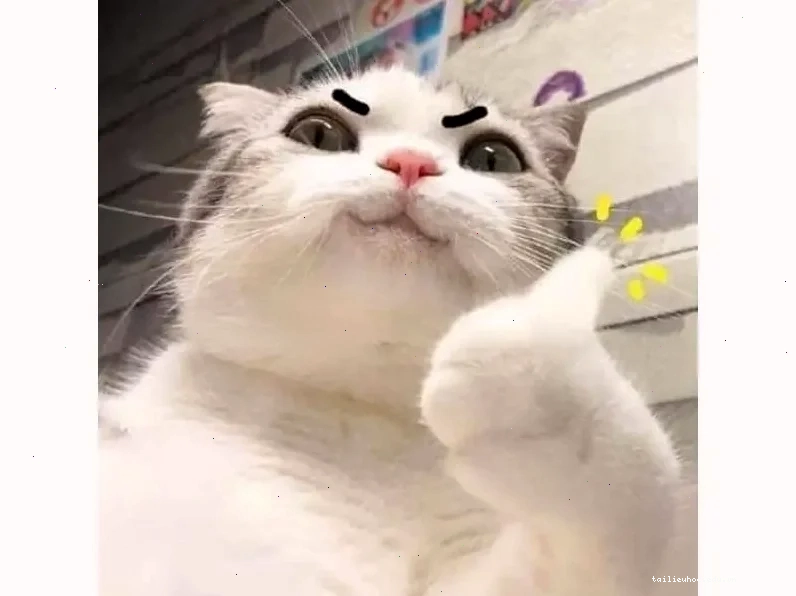 mặt mèo meme ngáo ngơ mặt mèo meme ngáo ngơ