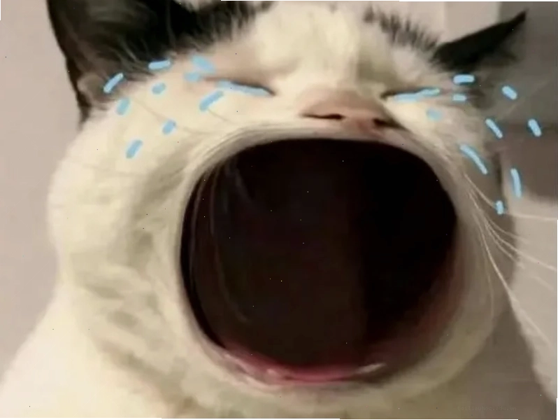 mặt mèo meme nghiêm túc mặt mèo meme nghiêm túc