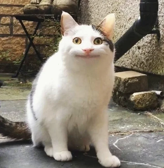mặt mèo meme ngớ ngẩn mặt mèo meme ngớ ngẩn