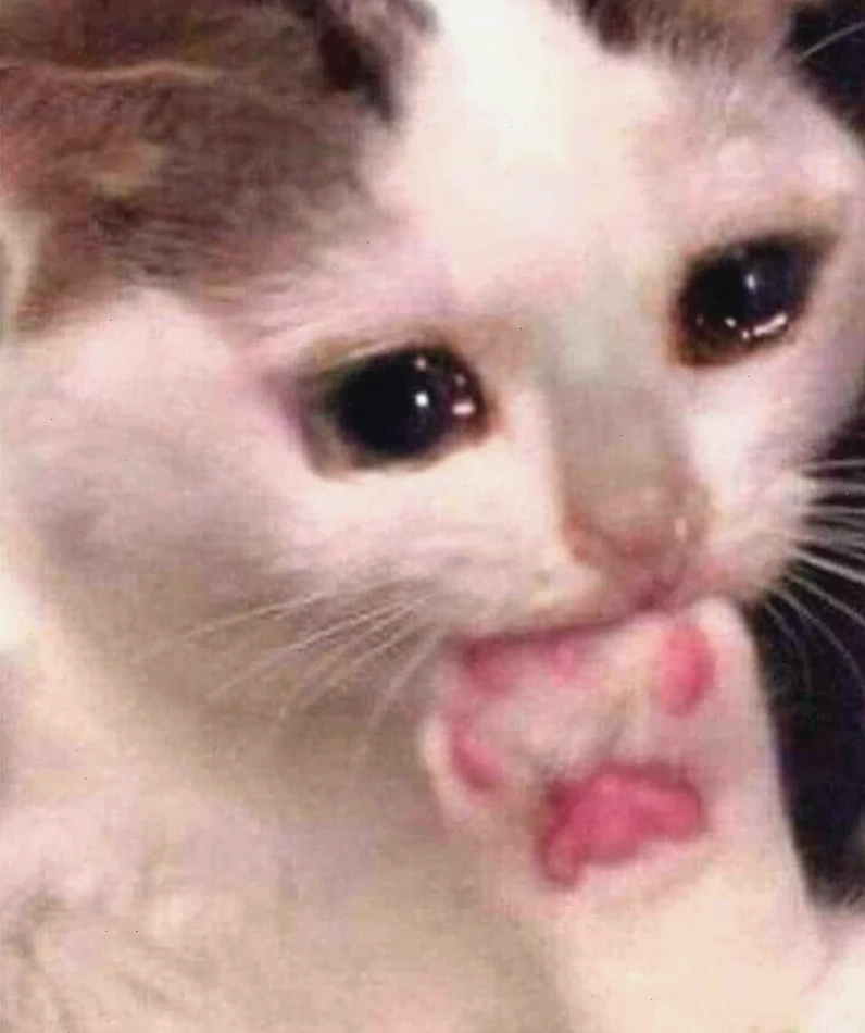 mặt mèo meme phẫn nộ mặt mèo meme phẫn nộ