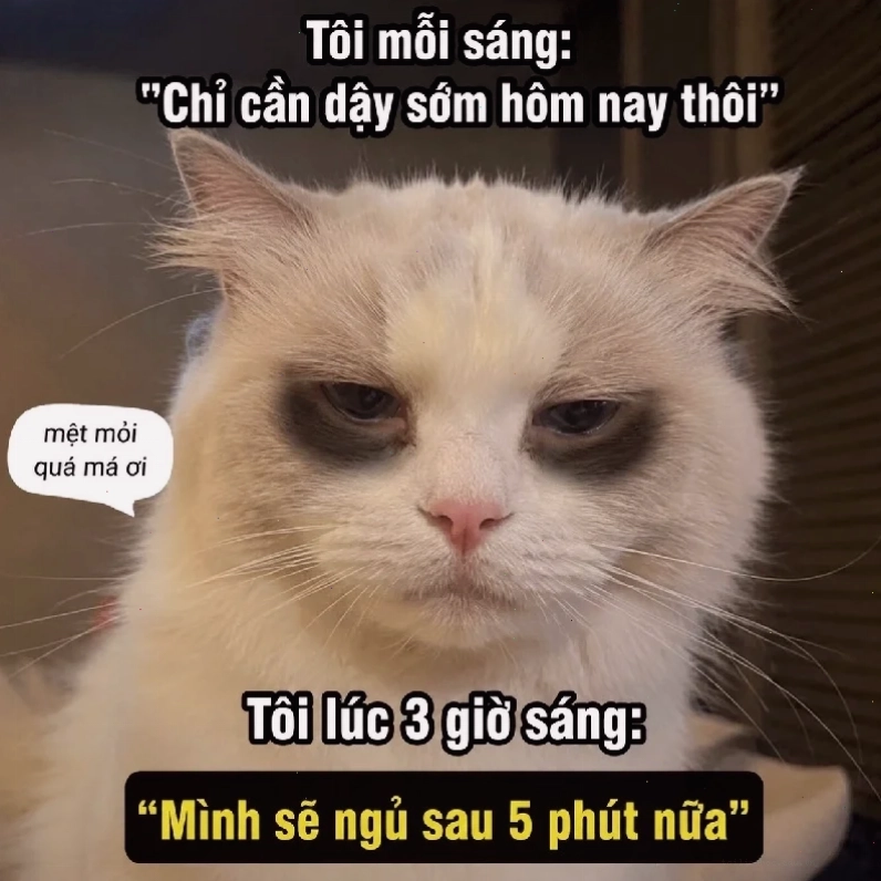 mặt mèo meme tò mò mặt mèo meme tò mò