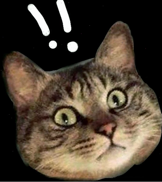 mặt mèo meme tức giận mặt mèo meme tức giận