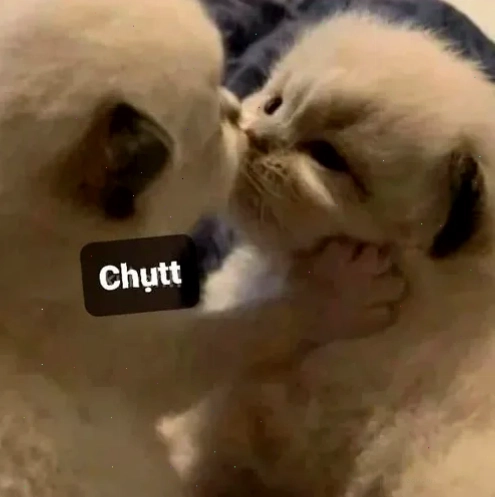 meme 2 con mèo hôn nhau meme 2 con mèo hôn nhau hài hước
