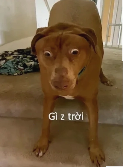 meme bất ngờ chưa bà già khám phá