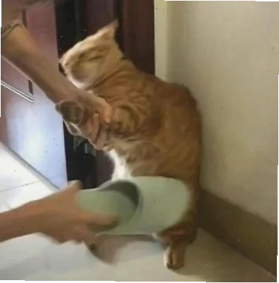 meme cầm gậy meme cầm gậy tổng hợp