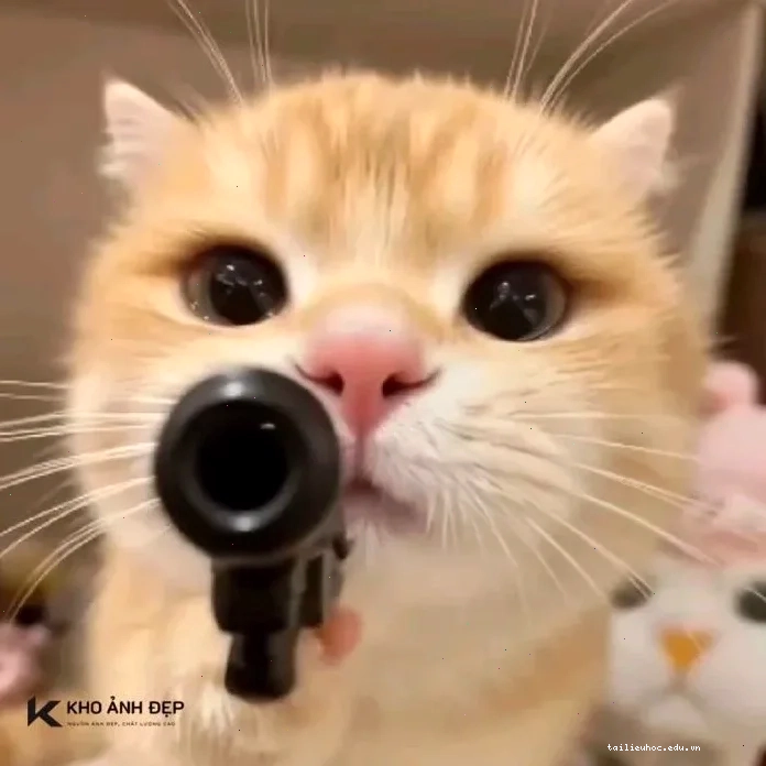 Mèo cầm súng lục meme cầm súng lục giận dữ