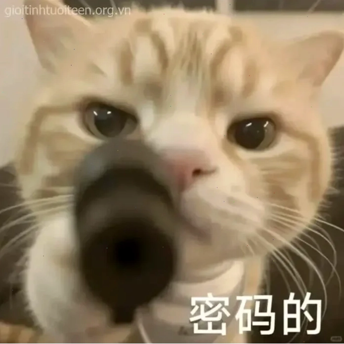 Mèo nhắm bắn meme cầm súng ngắm