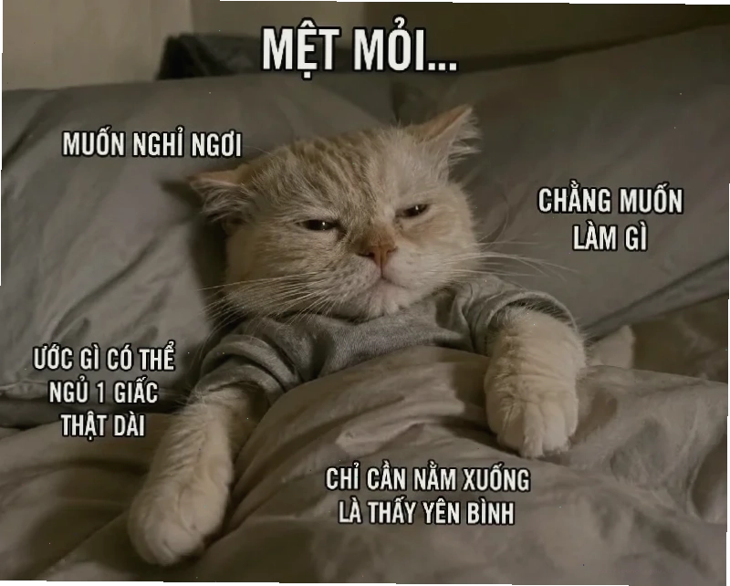 Meme chán đời ngồi nhìn trời quá đủ rồi quá mệt rồi meme