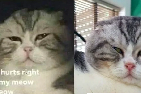 Meme chế