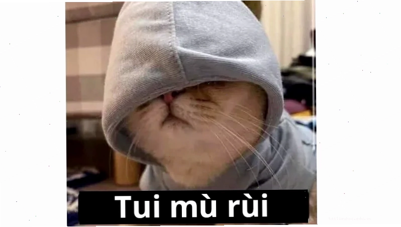 mù meme mèo meme che mắt mèo