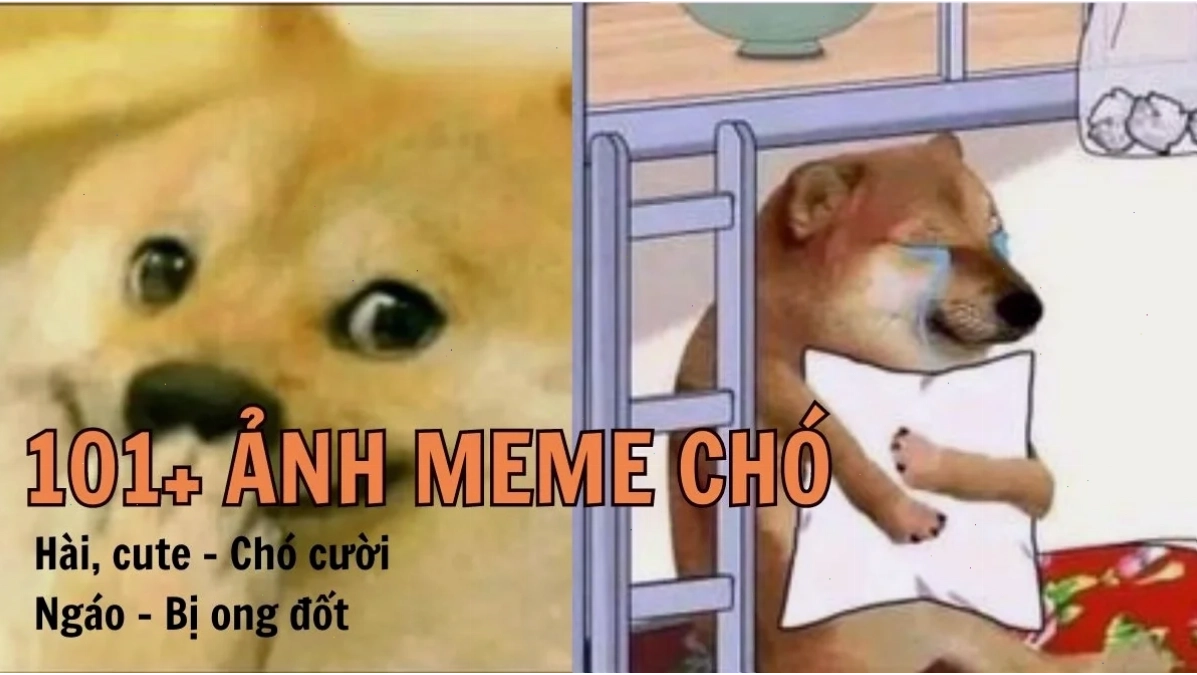 chó bị ong đốt bi hài meme chó bị ong đốt bi hài