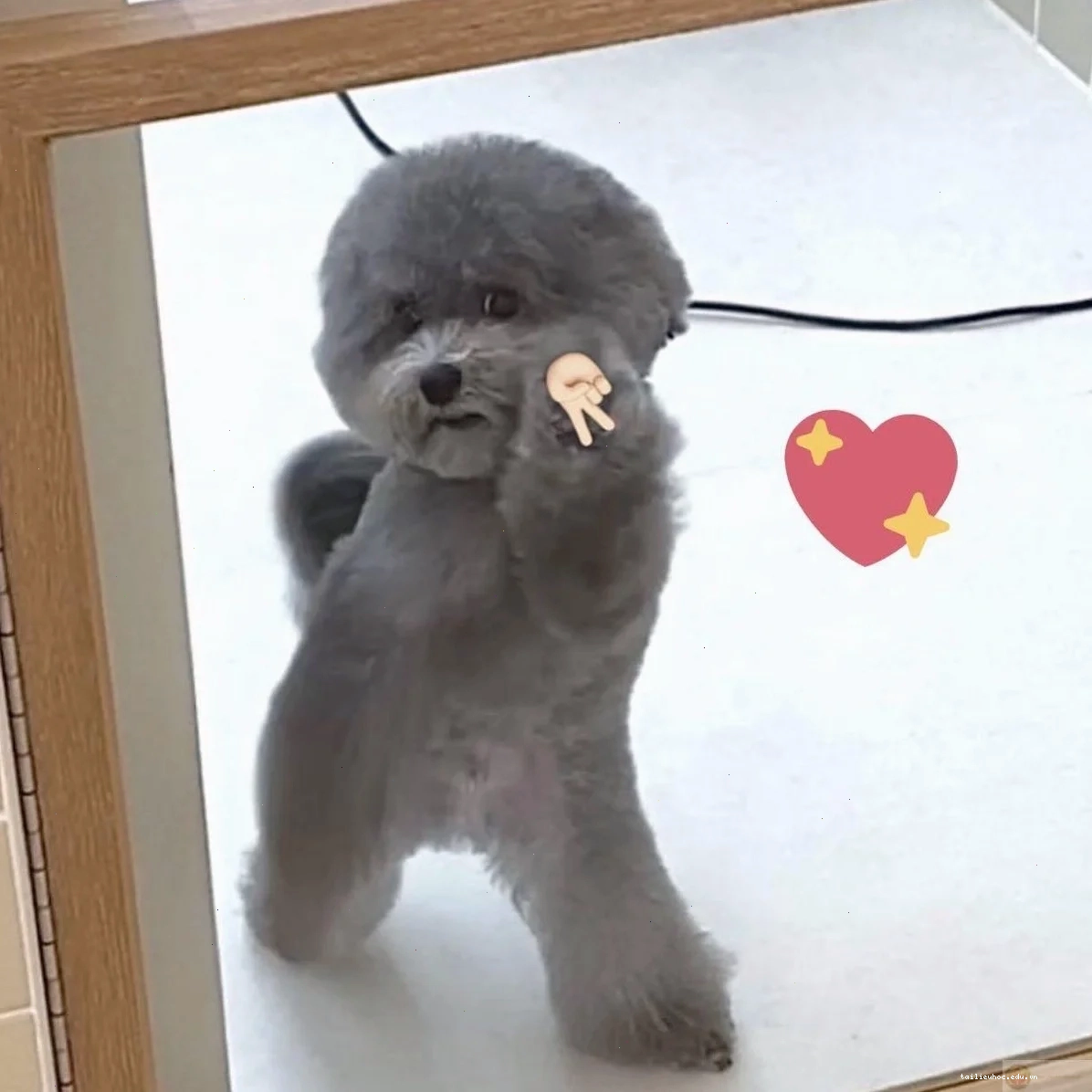 chó bị ong đốt buồn meme chó bị ong đốt buồn