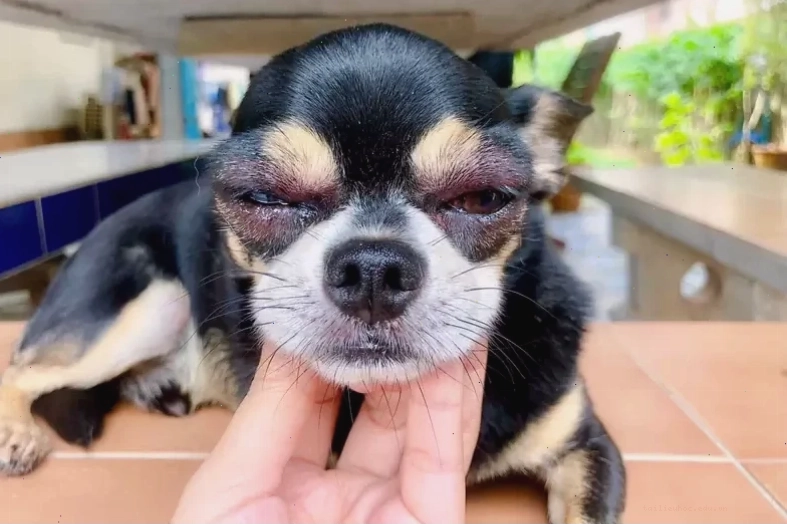 chó bị ong đốt thảm meme chó bị ong đốt buồn thảm