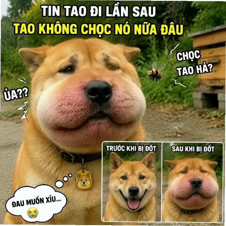 shiba bị ong đốt má meme chó bị ong đốt đáng thương