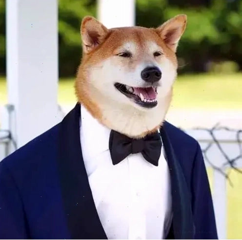chó bị ong đốt dễ thương meme chó bị ong đốt dễ thương
