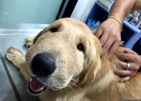 biểu cảm chó Husky bị ong đốt meme chó bị ong đốt hài hước