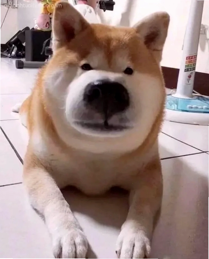 chó bị ong đốt viral meme chó bị ong đốt huyền thoại
