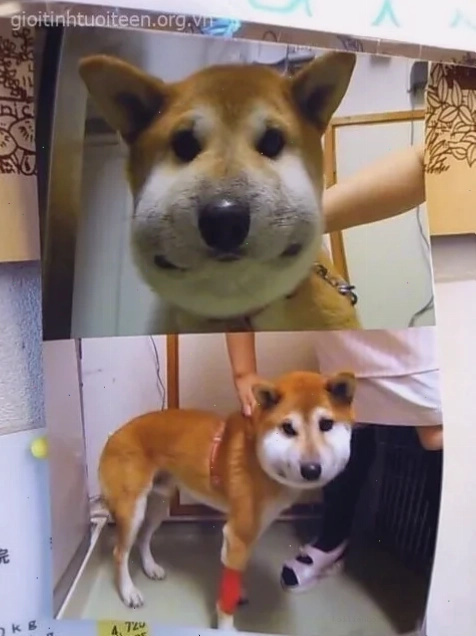 mắt chó bị ong đốt meme chó bị ong đốt long lanh