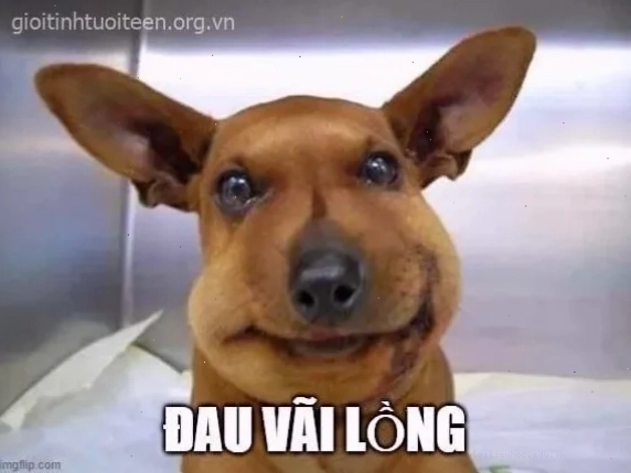 khuôn mặt cún bị ong đốt meme chó bị ong đốt mặt tròn