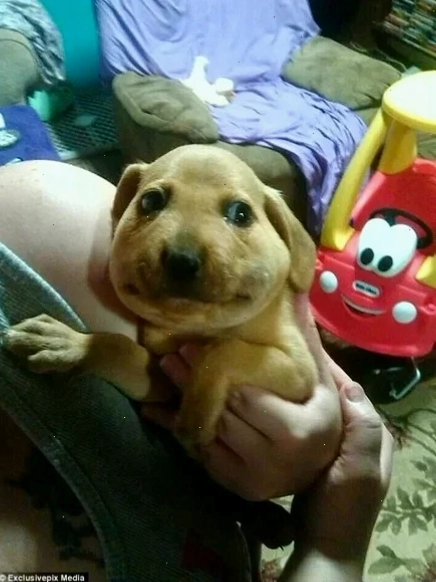 chó bị ong đốt ngây thơ meme chó bị ong đốt ngây thơ