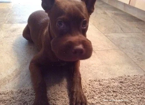 chó bị ong đốt ngố meme chó bị ong đốt ngố