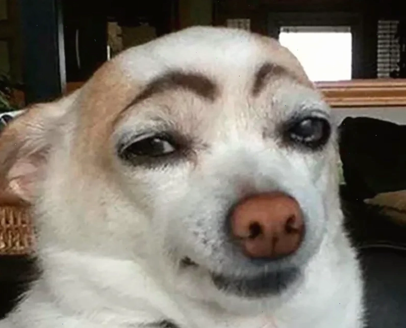 chó bị ong đốt phình to meme chó bị ong đốt phình to