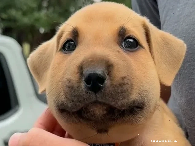 Shiba má sưng đỏ meme chó bị ong đốt Shiba