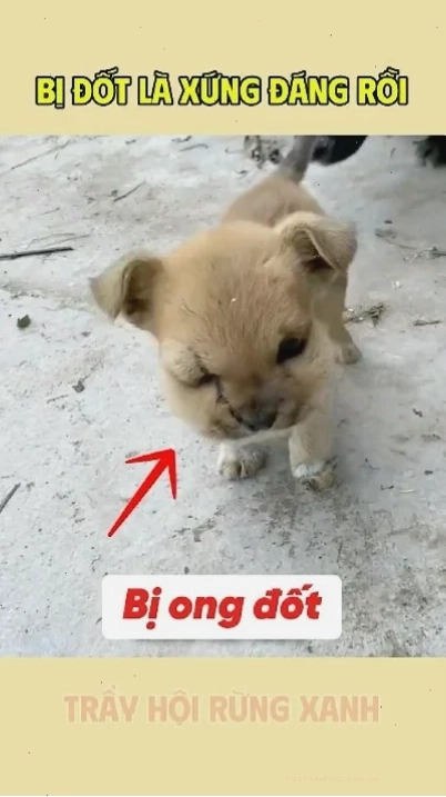 chó bị ong đốt sưng meme chó bị ong đốt sưng to