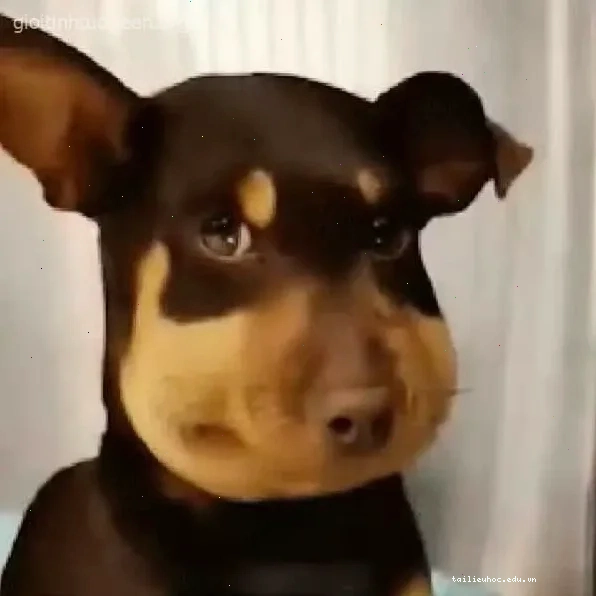 chú chó ngơ ngác khi bị ong đốt meme chó bị ong đốt với mặt sưng