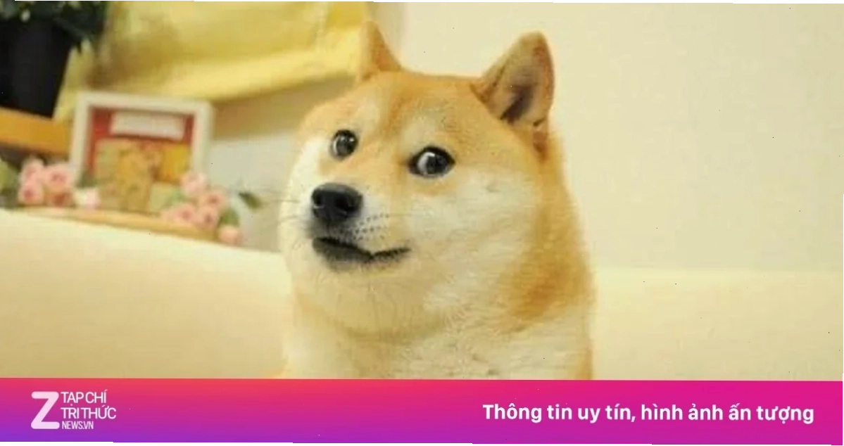 meme chó shiba ăn kem meme chó shiba ăn kem