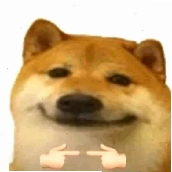 meme chó shiba bị bẹo má meme chó shiba bị bẹo má