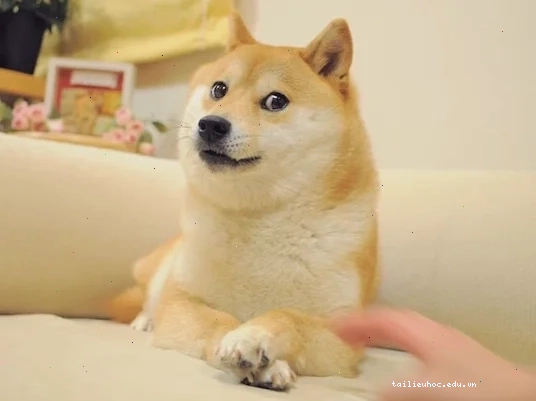 meme chó shiba cơ bắp meme chó shiba cơ bắp vạm vỡ
