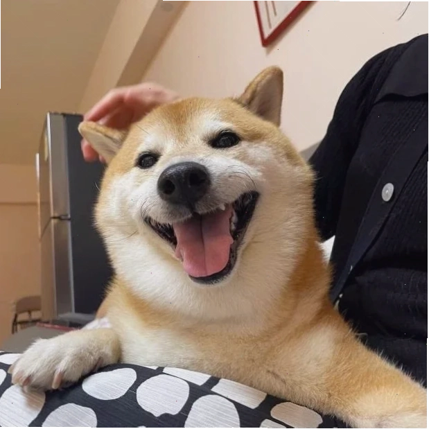 meme chó shiba cười meme chó shiba cười đểu