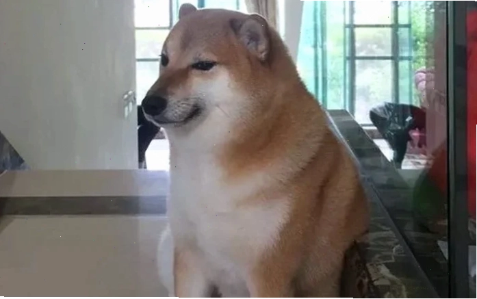 meme chó shiba cười meme chó shiba cười ranh mãnh