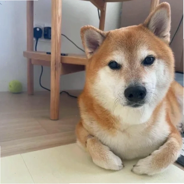 meme chó shiba ngủ meme chó shiba đang ngủ