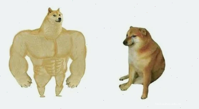 meme chó shiba đọc sách meme chó shiba đọc sách