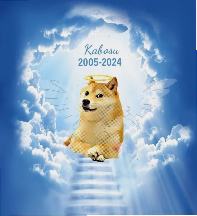 meme chó shiba khóc meme chó shiba khóc lóc