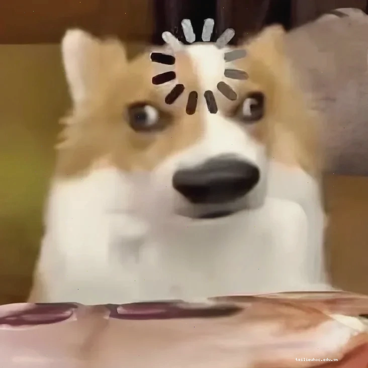 meme chó shiba ngắm hoa meme chó shiba ngắm hoa