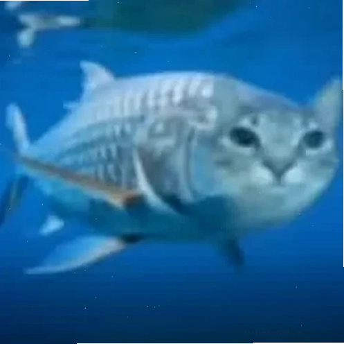 meme con cá ngơ ngác meme con cá biểu cảm ngơ ngác