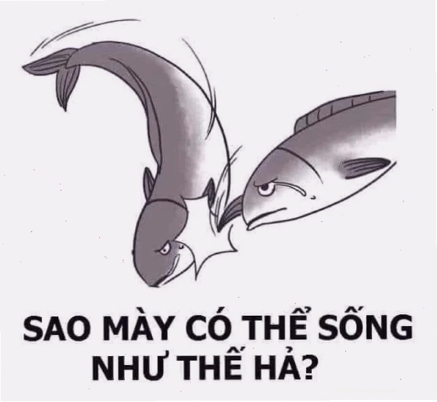meme con cá cười meme con cá cười