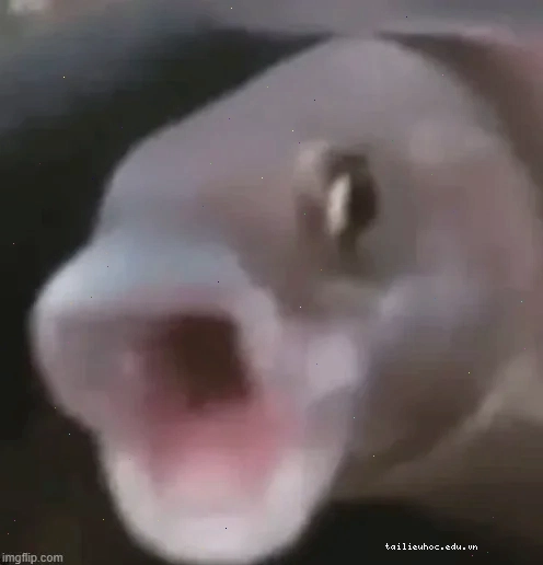meme con cá giật mình meme con cá giật mình