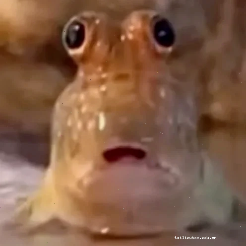 meme con cá hoạt hình meme con cá hoạt hình