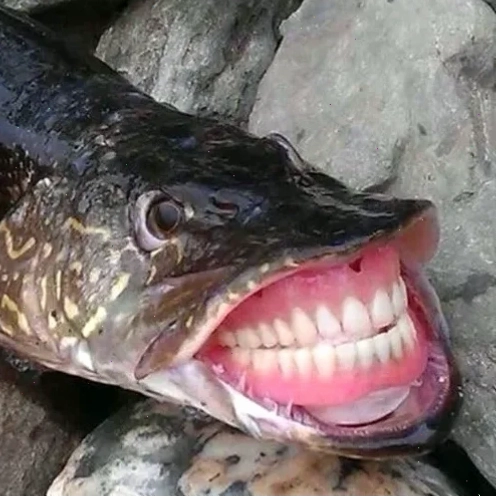 meme con cá màu xanh meme con cá màu xanh